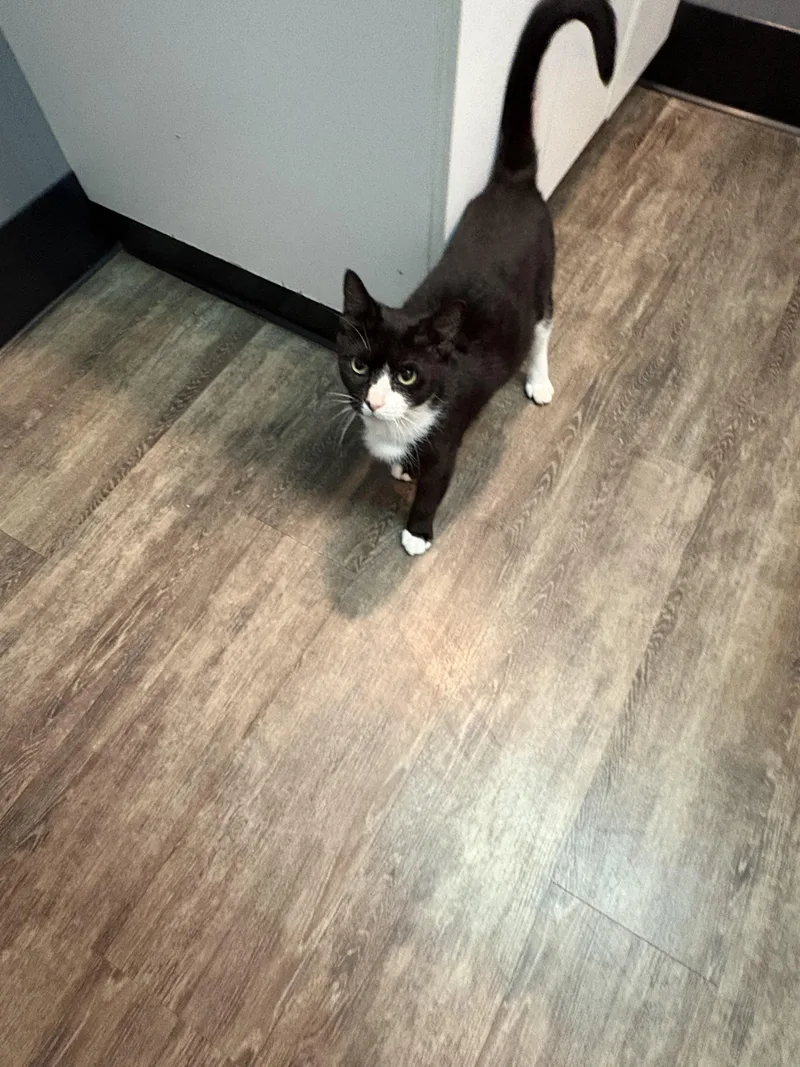 A baby small-sized female Black & White / Tuxedo Domestic Short Hair cat named Lucy Grey for adoption in Galloway, NJ