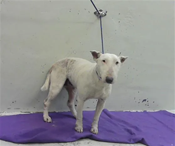 An adult medium-sized female Bull Terrier dog named Nova for adoption in Houston, TX