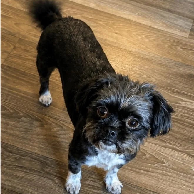 A young small-sized female Gray / Blue / Silver Shih Tzu dog named Coco Chanel for adoption in Pelham, NH