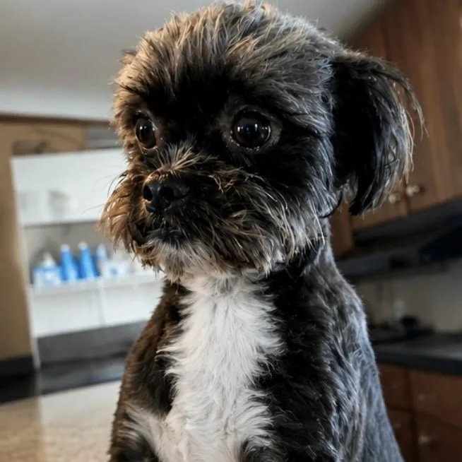 Coco Chanel thumbnail 6