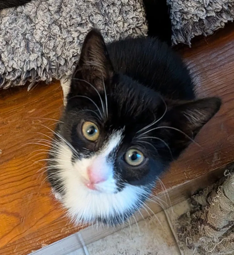 A baby medium-sized female Black & White / Tuxedo Domestic Short Hair cat named Fiona for adoption in Breinigsville, PA