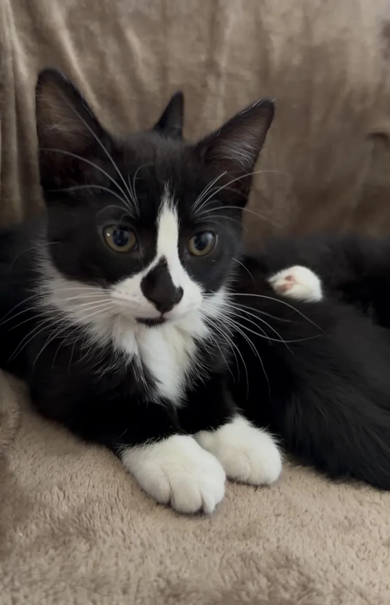 A baby large-sized male Maine Coon cat named Oscar for adoption in San Rafael, CA