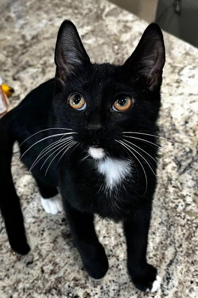 Blueberry Muffin Bonded With thumbnail 2