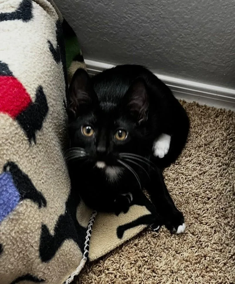 Blueberry Muffin Bonded With thumbnail 3