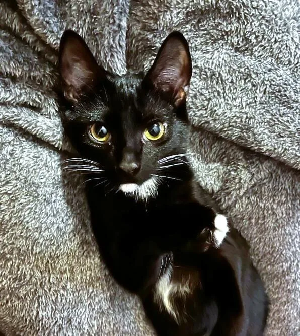 Blueberry Muffin Bonded With thumbnail 4