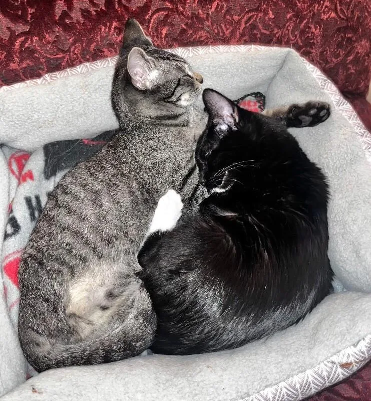 Blueberry Muffin Bonded With thumbnail 5