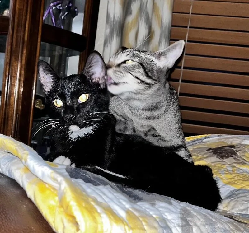 Blueberry Muffin Bonded With thumbnail 6