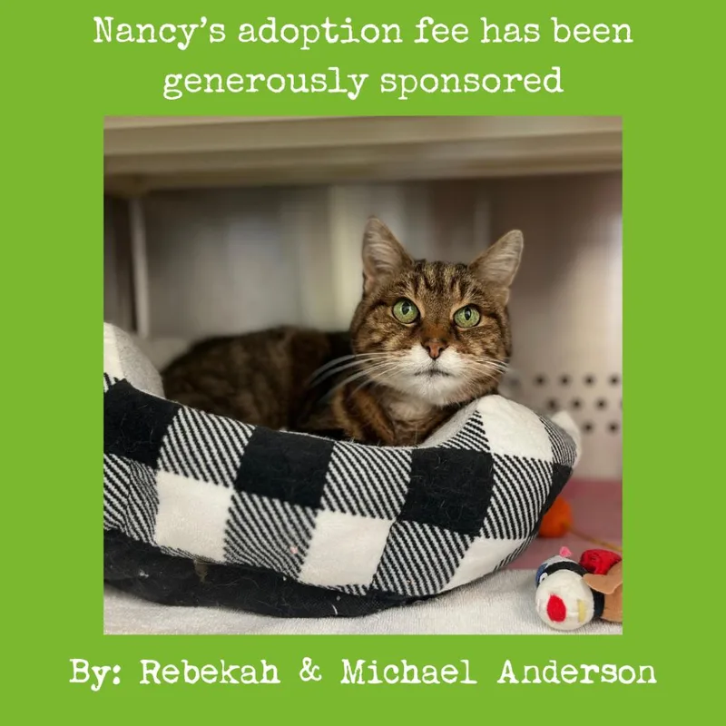A senior medium-sized female Brown / Chocolate Domestic Short Hair cat named Nancy for adoption in Roanoke, VA