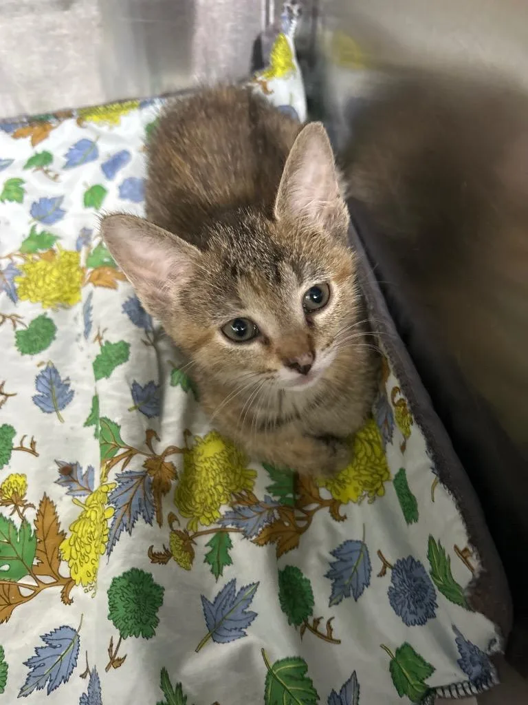 A baby large-sized female Domestic Short Hair cat named Squeaks for adoption in Bryan, OH