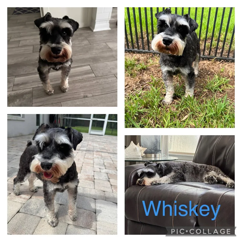 An adult medium-sized male Schnauzer dog named Whiskey for adoption in Valrico, FL