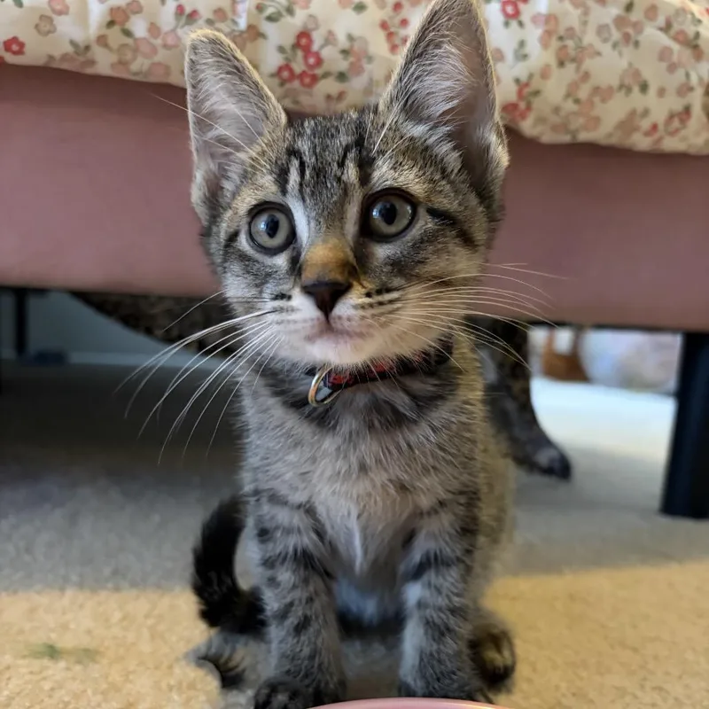 A baby small-sized male Gray / Blue / Silver Domestic Short Hair cat named David for adoption in Oakton, VA