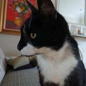 An adult large-sized female White Domestic Short Hair cat named Miss Lady for adoption in Philadelphia, PA