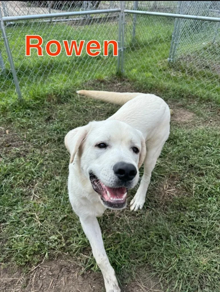 Rowen thumbnail 5