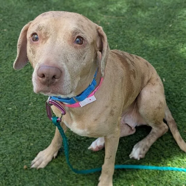 An adult large-sized female Pit Bull Terrier dog named Nelli for adoption in Las Vegas, NV