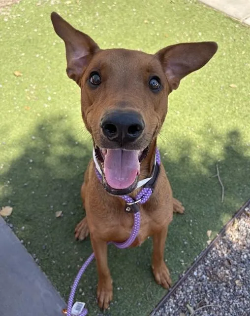 A young small-sized male Doberman Pinscher dog named Benji for adoption in Mesa, AZ