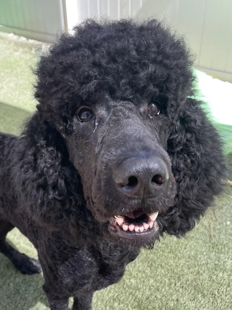An adult large-sized male Black Standard Poodle dog named Bogie for adoption in Baker, LA