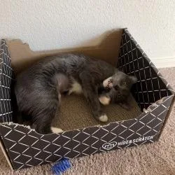A young medium-sized female Gray / Blue / Silver Domestic Short Hair cat named Chrissy for adoption in Tempe, AZ