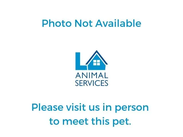 A baby small-sized female Domestic Short Hair cat named A for adoption in Los Angeles, CA