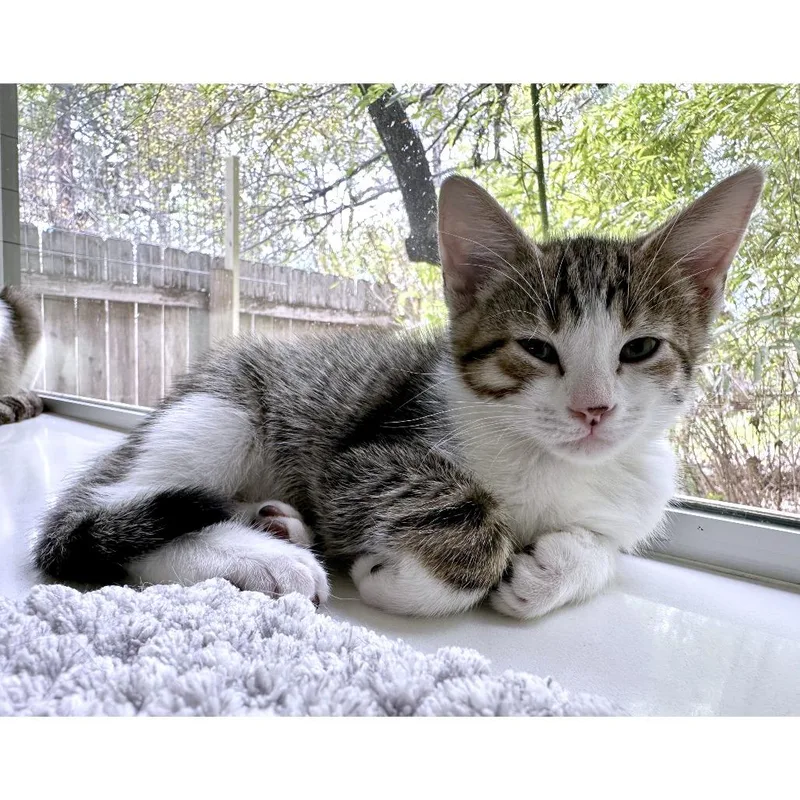 A baby small-sized male Brown / Chocolate Domestic Short Hair cat named Maneuver for adoption in Austin, TX