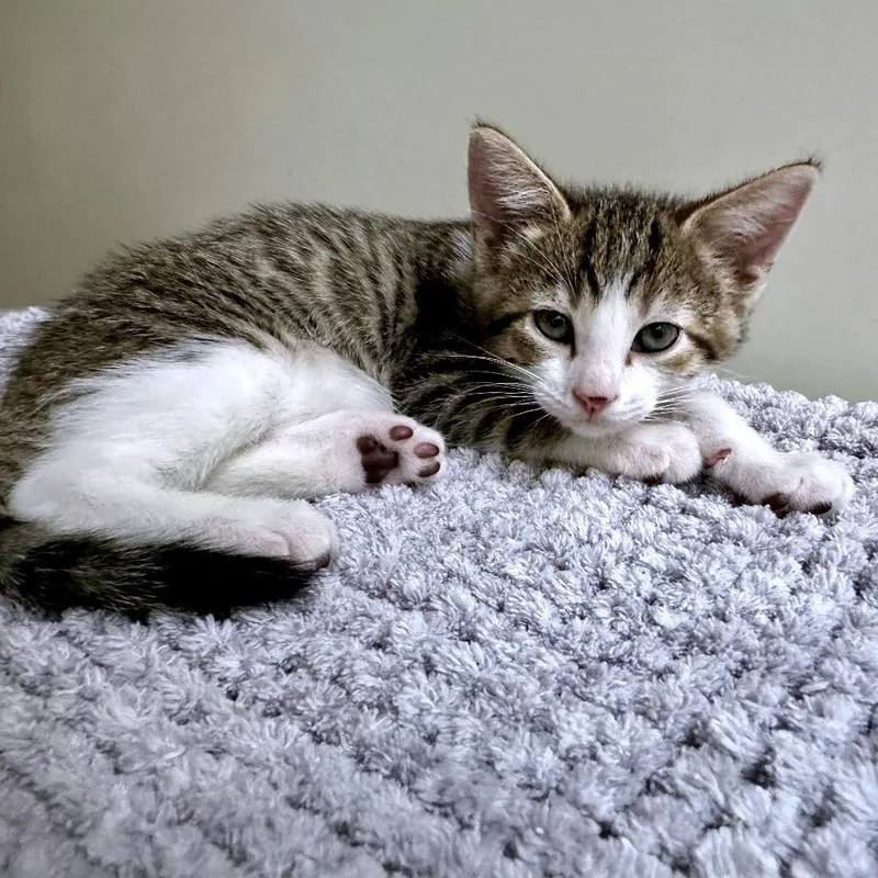 Maneuver thumbnail 2