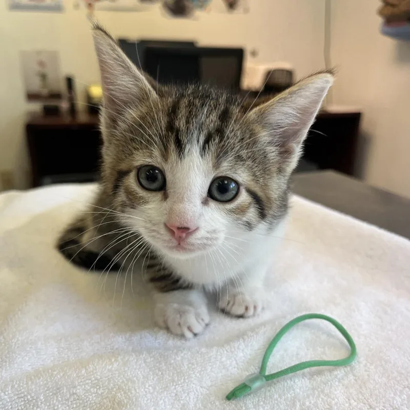 Maneuver thumbnail 3