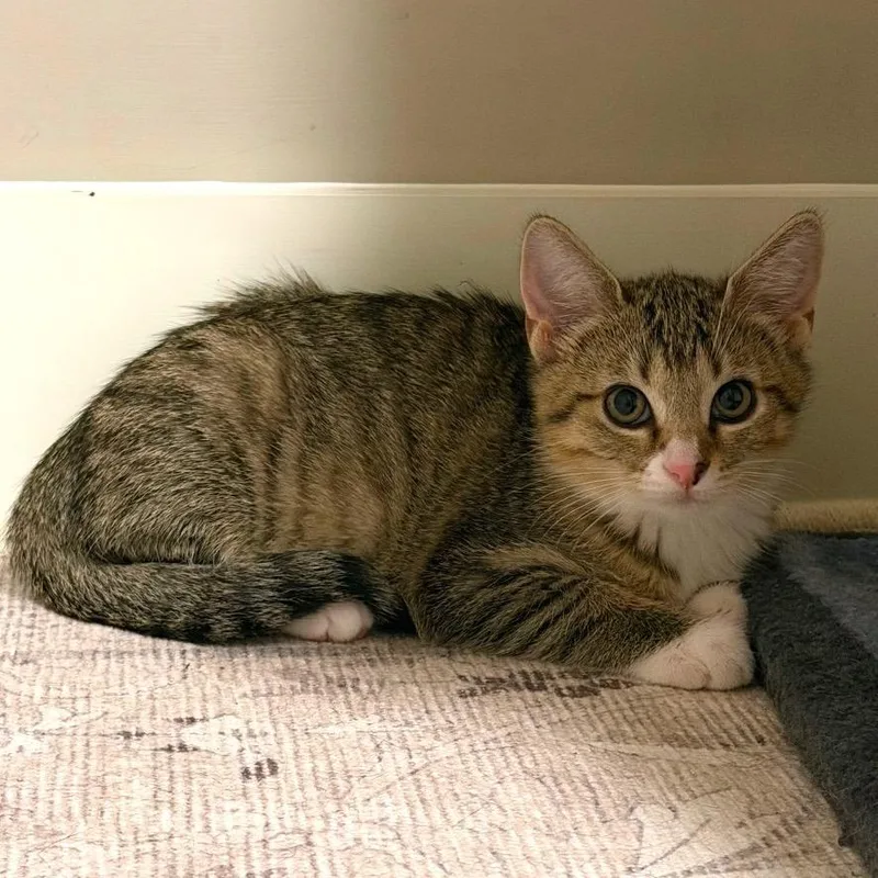 A baby small-sized female Gray / Blue / Silver Domestic Short Hair cat named Maeve for adoption in Huntsville, AL