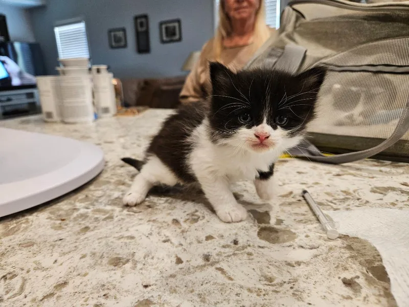 A baby small-sized female Domestic Long Hair cat named Bear for adoption in San Jacinto, CA