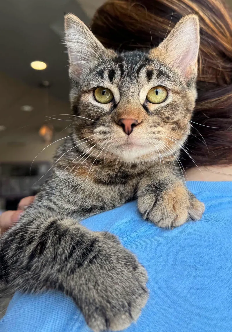 A young medium-sized female Tabby (Brown / Chocolate) Domestic Short Hair cat named Spice for adoption in Steger, IL