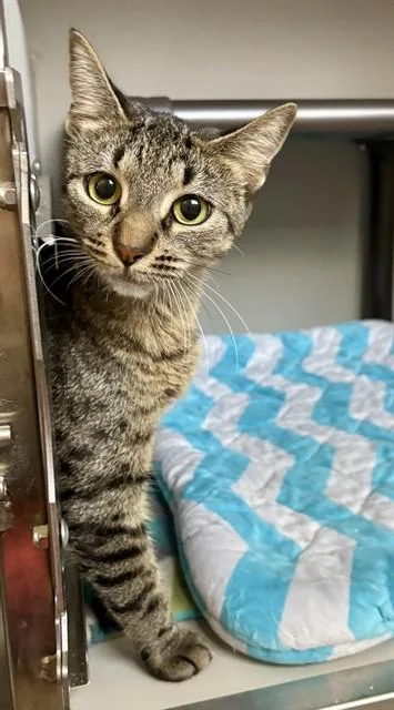 A young medium-sized female Domestic Short Hair cat named Gouda for adoption in Kalamazoo, MI