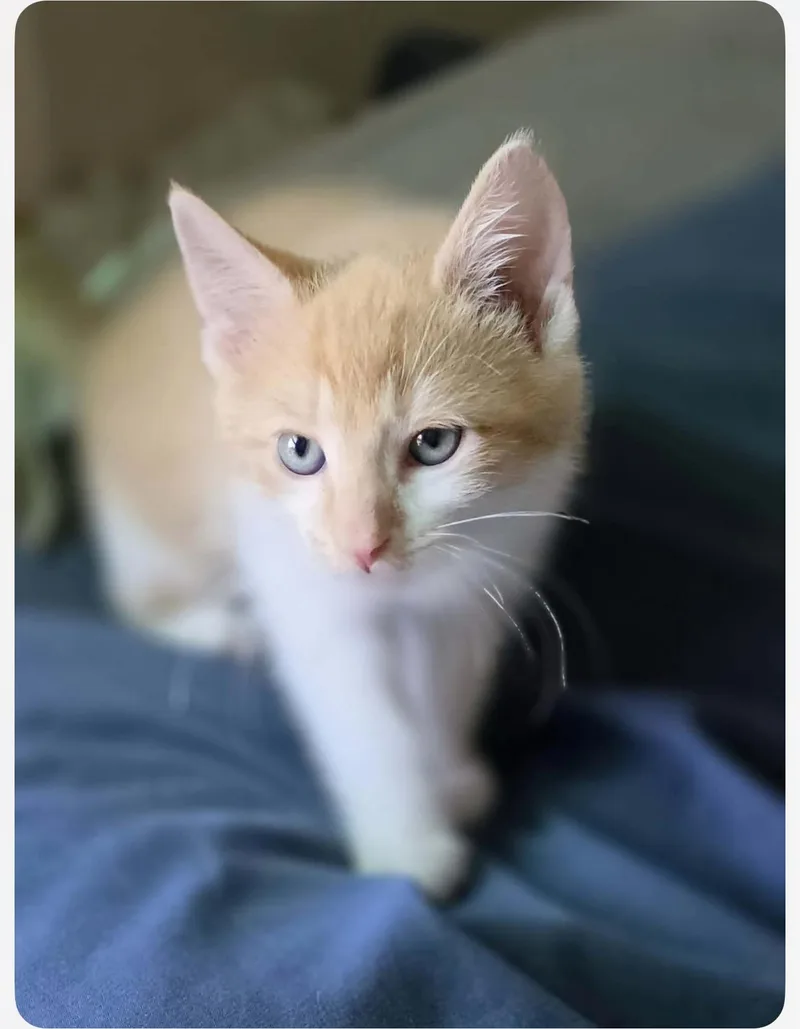 A baby small-sized female Domestic Short Hair cat named Ursula for adoption in Lockport, IL