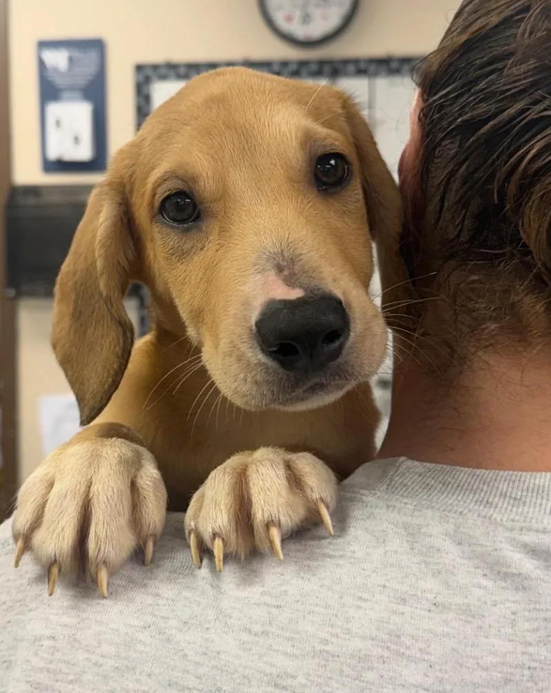 A baby small-sized female Labrador Retriever dog named Matilda for adoption in Springfield, OH