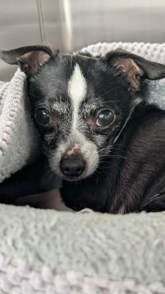 An adult small-sized male Chihuahua dog named Little Nicky for adoption in Seven Points, TX