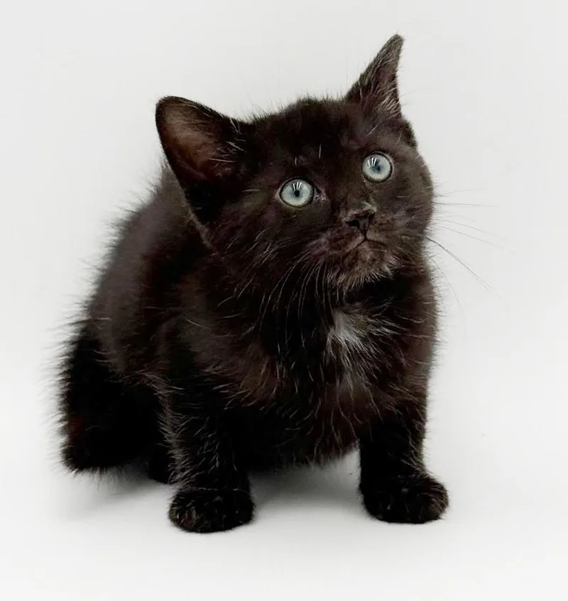 A baby small-sized male Black Bombay cat named Simon is surely the for adoption in Bedford Hills, NY