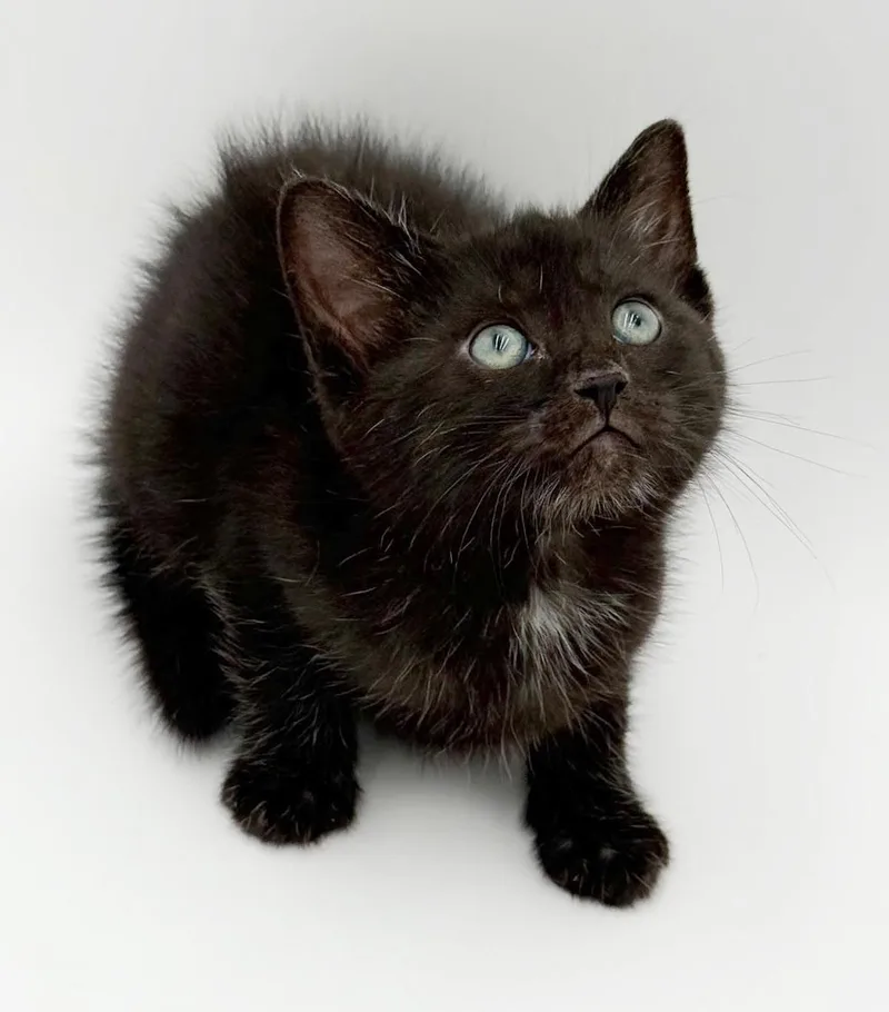 Simon is surely the thumbnail 2