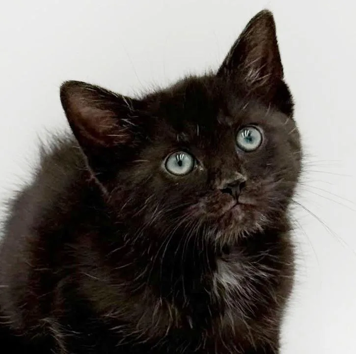 Simon is surely the thumbnail 5