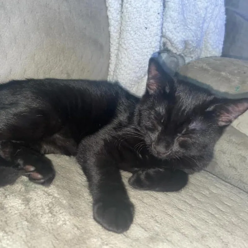 An adult large-sized male Black Domestic Short Hair cat named Smoke for adoption in Lyndhurst, VA