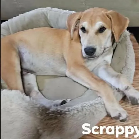 A baby medium-sized male Yellow / Tan / Blond / Fawn Beagle dog named Scrappy for adoption in Overland Park, KS