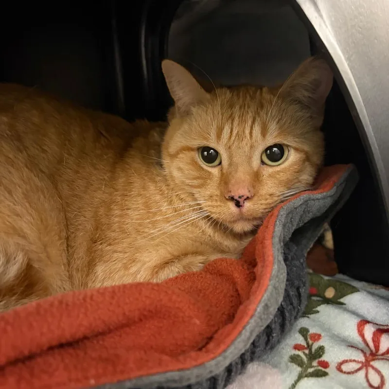 An adult large-sized male Orange / Red Domestic Short Hair cat named Stray Hold Chupacabra for adoption in Albuquerque, NM