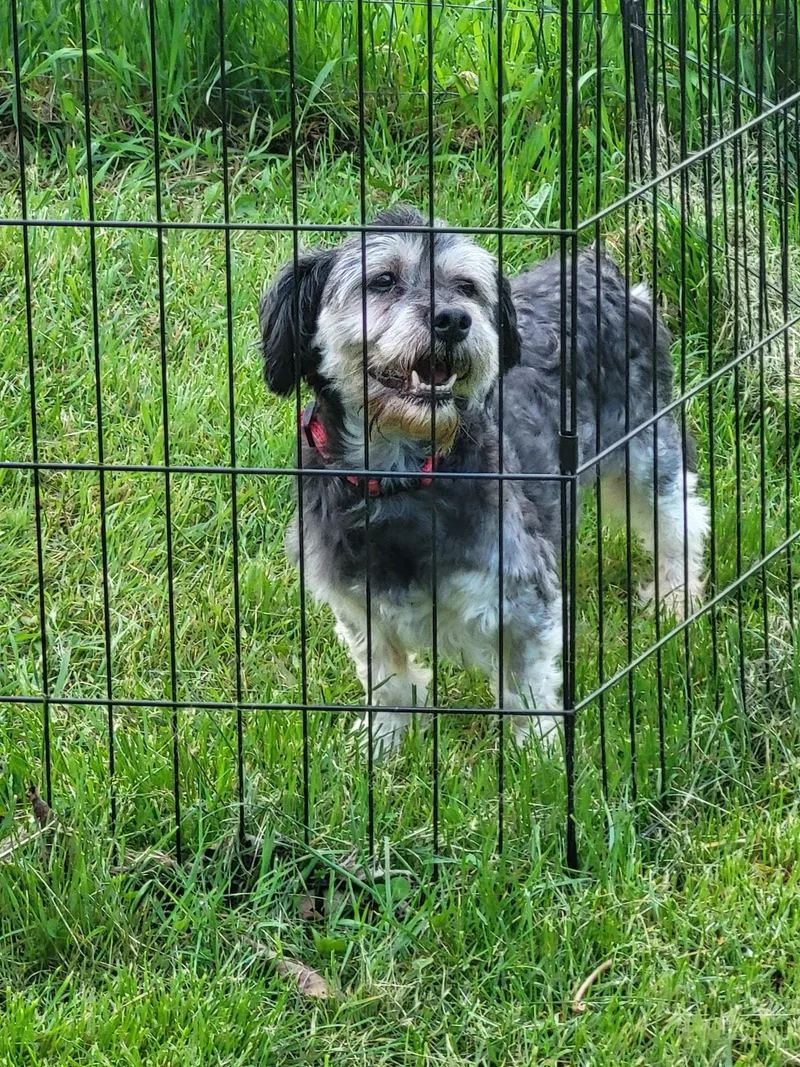 An adult small-sized male Havanese dog named Stan for adoption in Greenwich, NY
