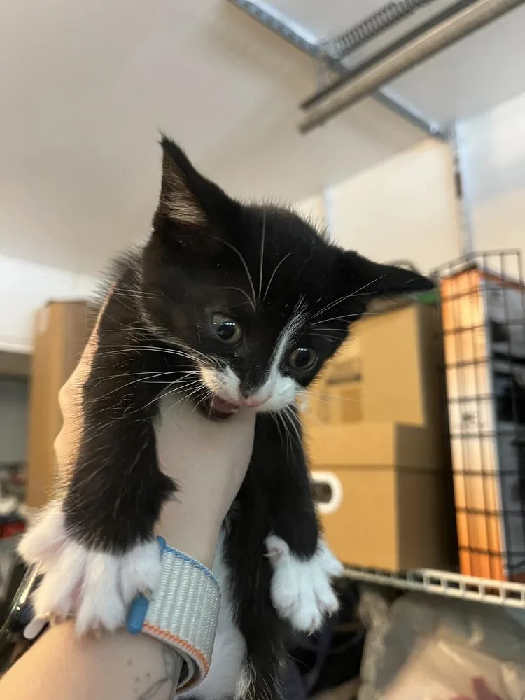 A baby medium-sized male Black & White / Tuxedo Domestic Short Hair cat named Elvis for adoption in Emerald Isle, NC