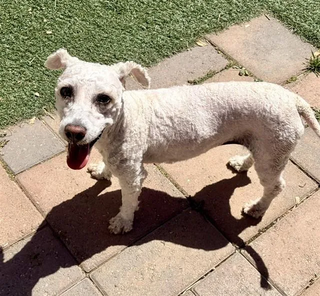 An adult medium-sized female Poodle dog named Snow for adoption in Salinas, CA