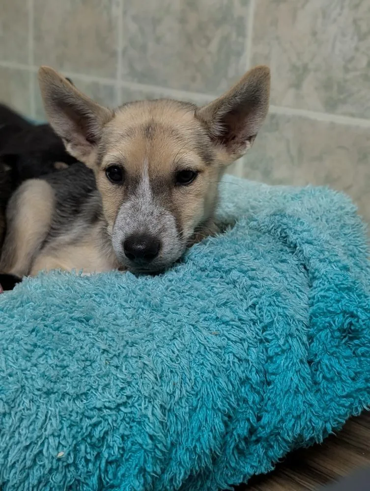 A baby medium-sized female Husky dog named Boeing for adoption in Waunakee, WI