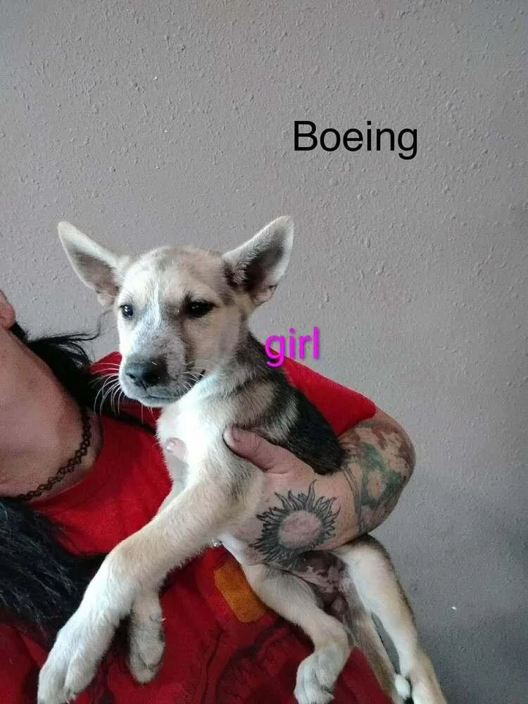 Boeing thumbnail 2