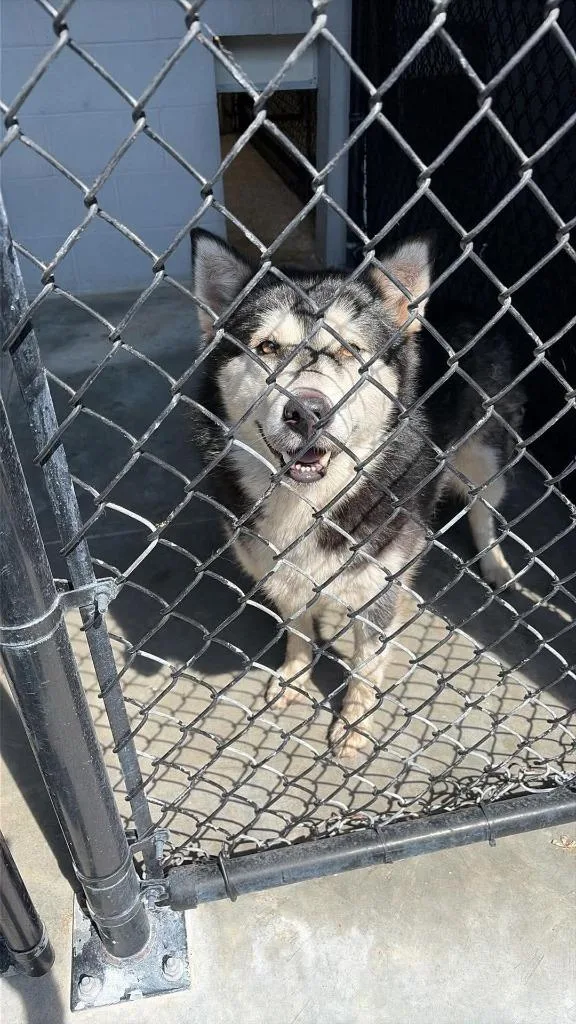 An adult medium-sized female Alaskan Malamute dog named Angel for adoption in Republic, MO