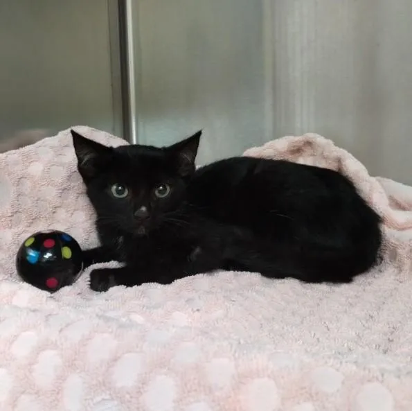 A baby small-sized female Domestic Short Hair cat named Mcflurry for adoption in Alameda, CA
