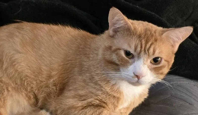 An adult medium-sized male Orange & White Domestic Short Hair cat named Usa for adoption in Trenton, NJ