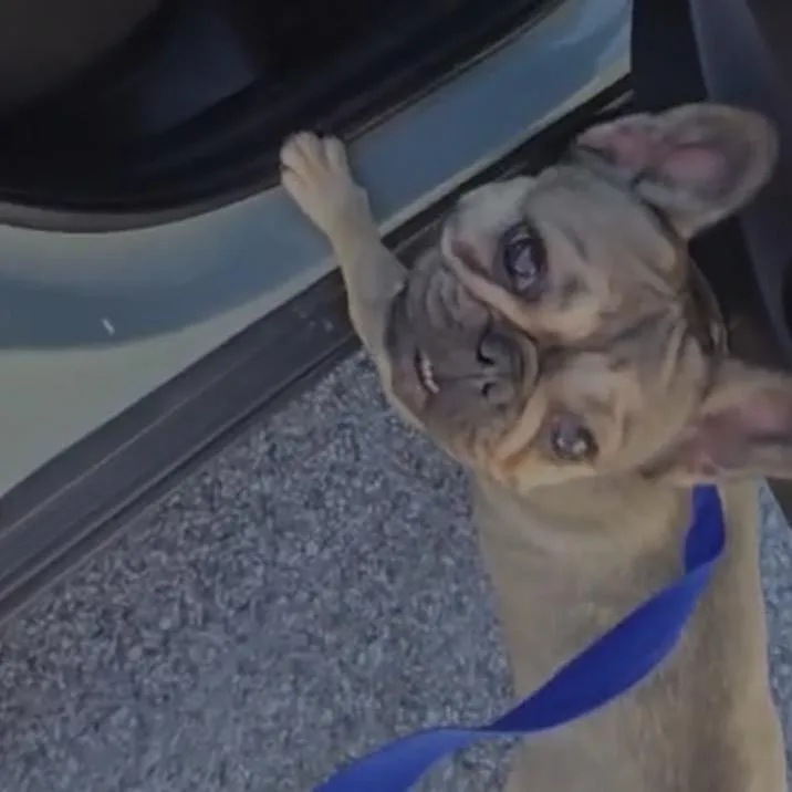 An adult small-sized male Apricot / Beige French Bulldog dog named Petunia for adoption in Arlington, VA