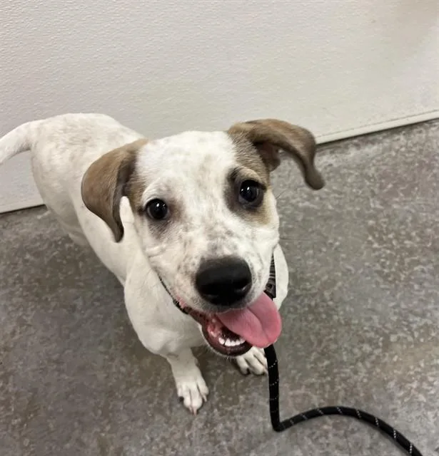 A young small-sized male Pit Bull Terrier dog named Squiggle for adoption in Phoenix, AZ