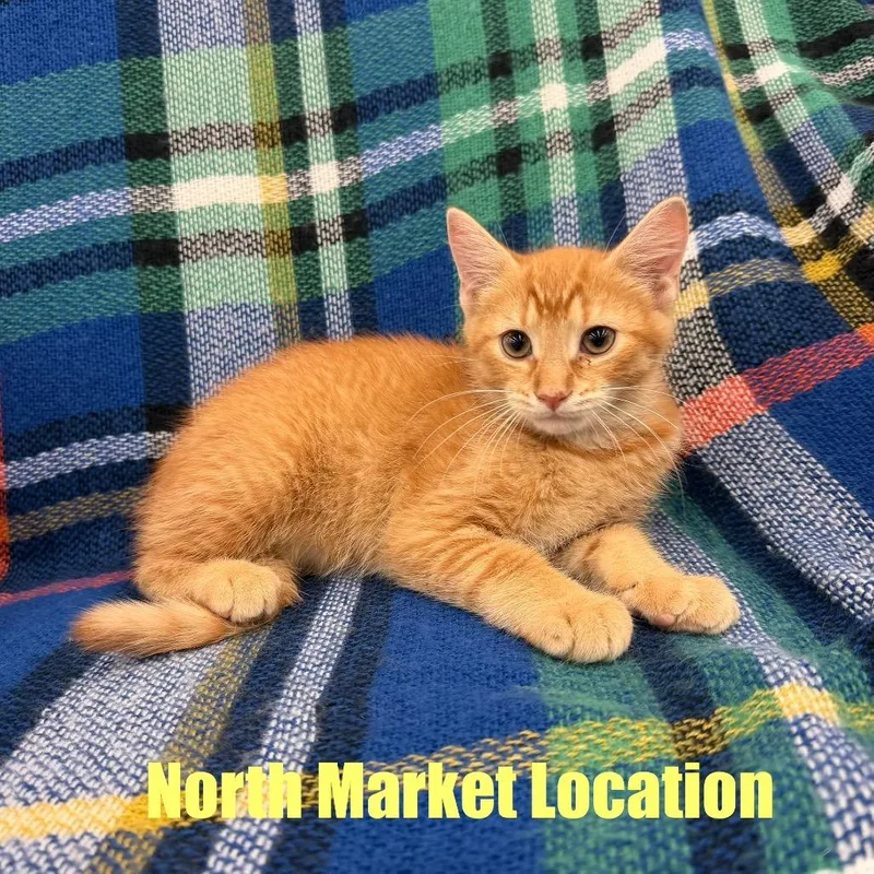 A baby small-sized male Orange / Red Domestic Short Hair cat named Snes for adoption in Raleigh, NC