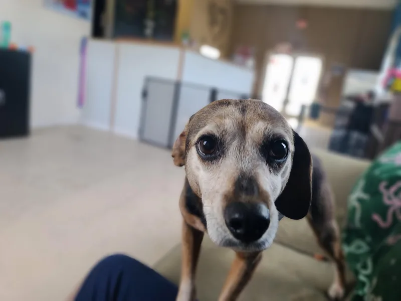 An adult small-sized female Beagle dog named Shiloh for adoption in Dandridge, TN